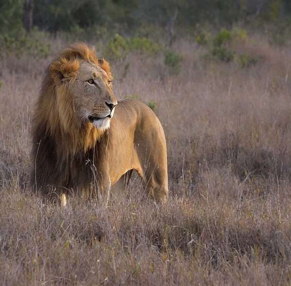 MASAI MARA  GROUP JOINING PACKAGES | 3 DAY, 2 NIGHT DEALS