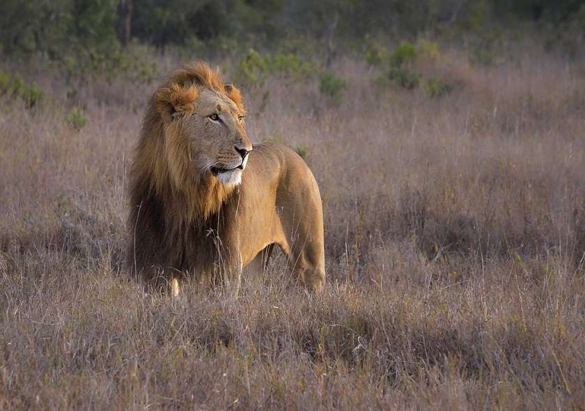 MASAI MARA  GROUP JOINING PACKAGES | 3 DAY, 2 NIGHT DEALS