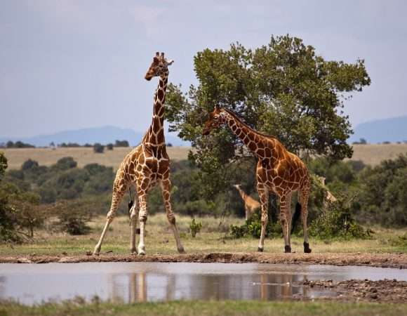 Ultimate7-Day Air Safari plan for Amboseli, Samburu, and the Maasai Mara
