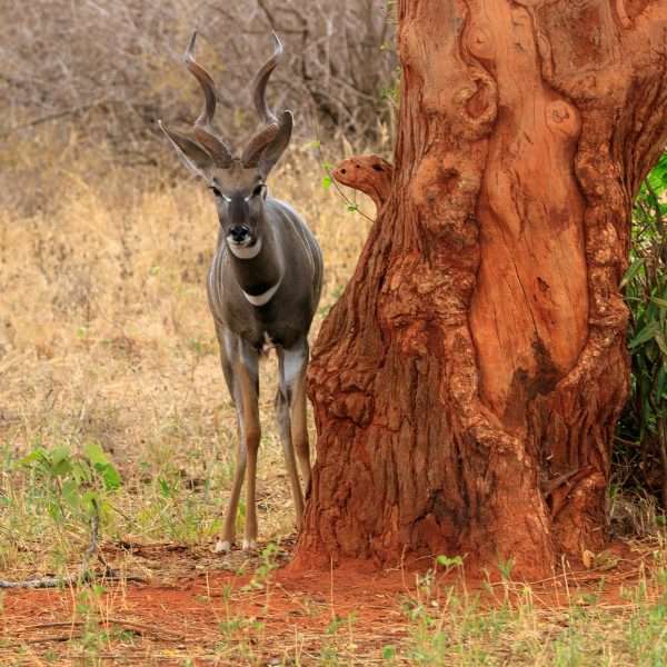 7 Days Samburu,Baringo,Bogoria,Nakuru and Maasai mara Camping Tour