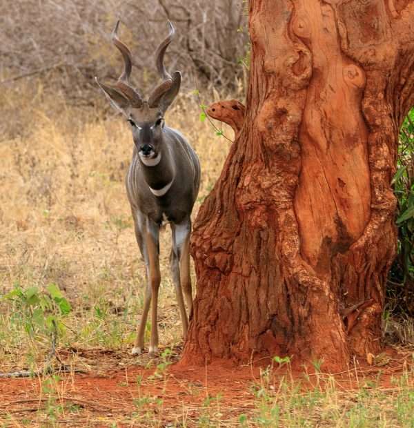 7 Days Samburu,Baringo,Bogoria,Nakuru and Maasai mara Camping Tour