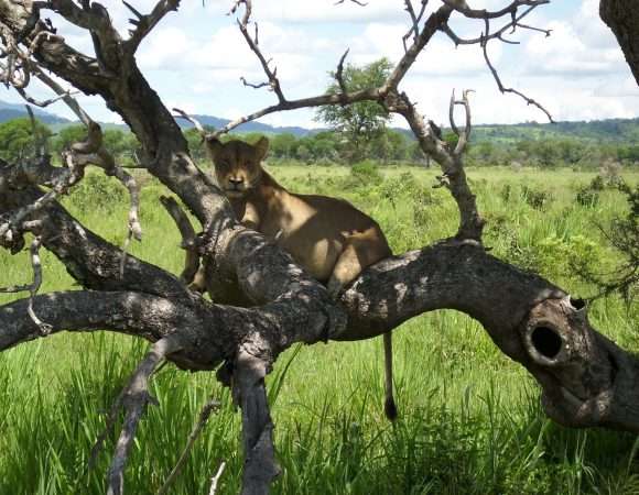 5-Day Combined Selous Reserve - Mikumi National Park Safari