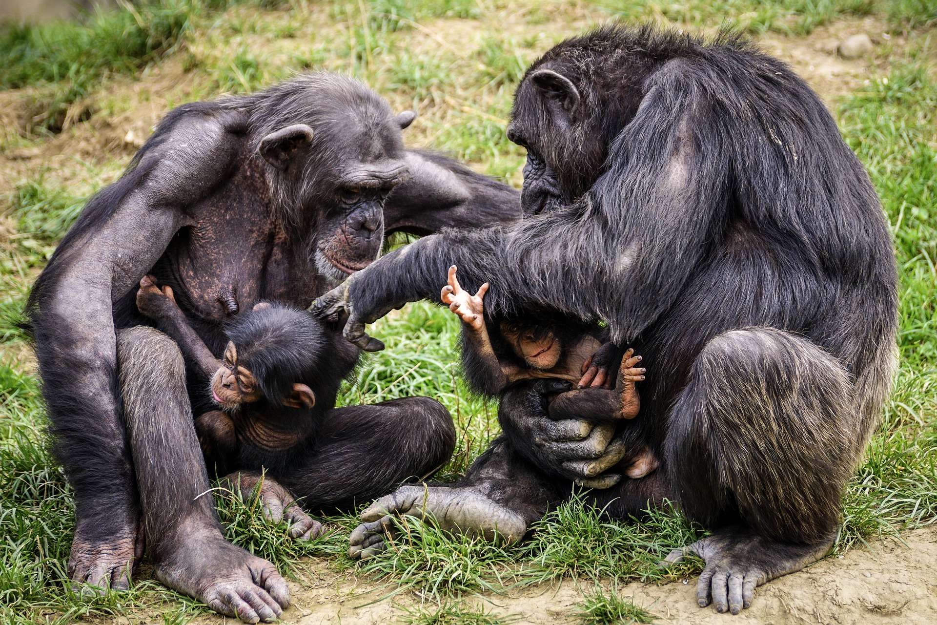 Ухаживают за потомством. Шимпанзе бонобо. Бонобо спаривание. Шимпанзе бонобо спариваются. Бонобо матриархат.