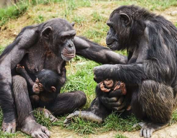 Mahale Mountain National Park - Chimpanzee Life Tour - 4 Days
