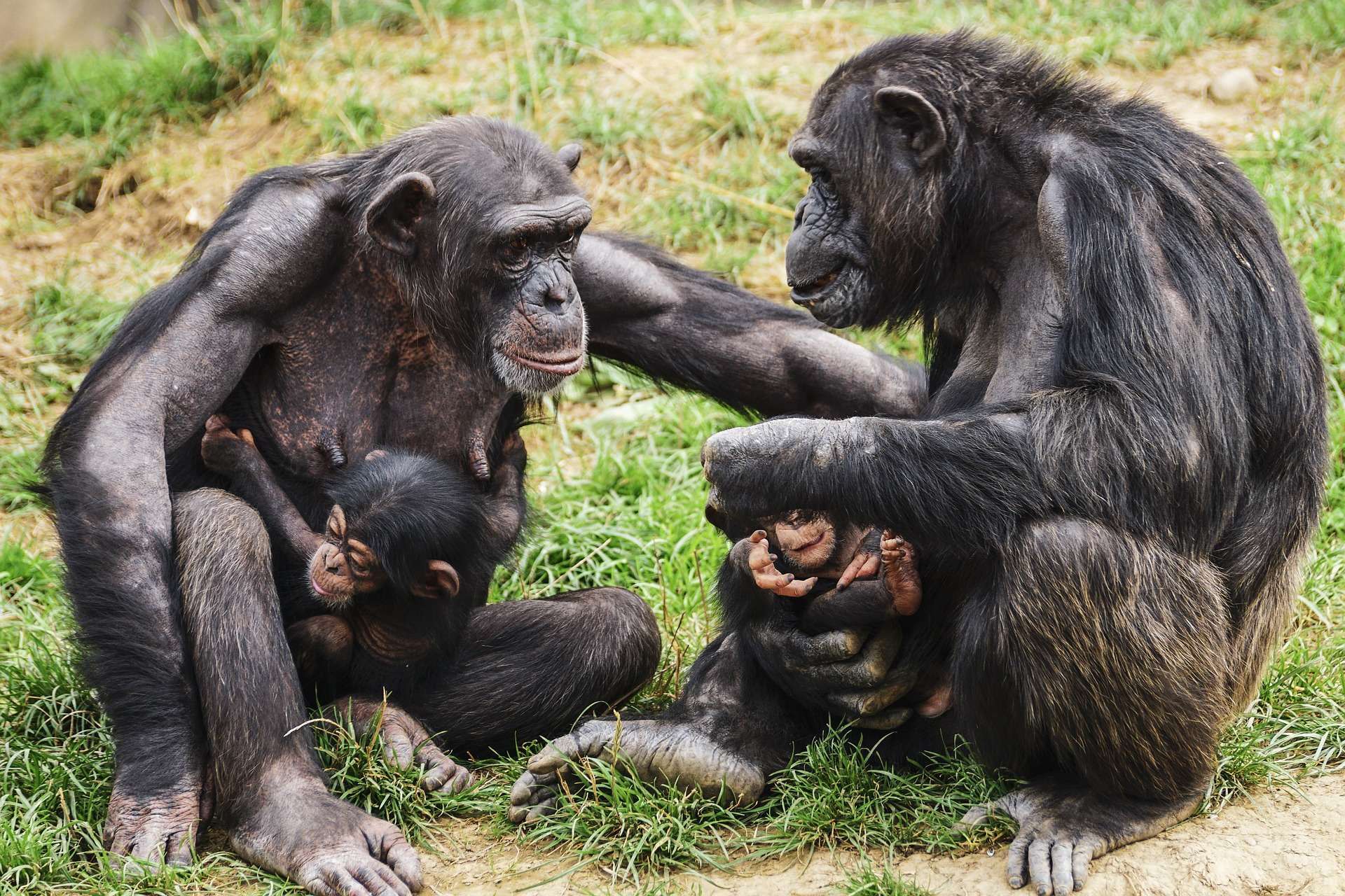 Mahale Mountain National Park - Chimpanzee Life Tour - 4 Days