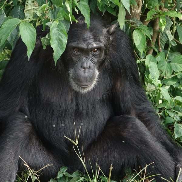 8 Days Land Mark Gorilla Tour, Queen Elizabeth Park, and Chimpanzee Trekking